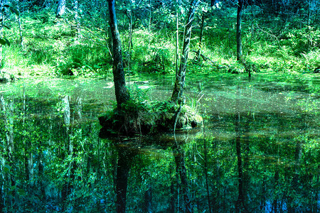林地荒野森林沼泽和小岛上生长的树木未受污染的原始自然图片