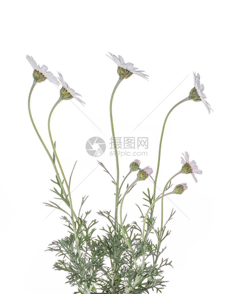 白色杜鹃花卡萨布兰卡摩洛哥雏菊的详细侧视图在白图片