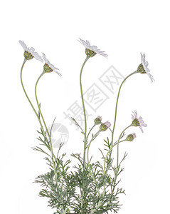 白色杜鹃花卡萨布兰卡摩洛哥雏菊的详细侧视图在白图片