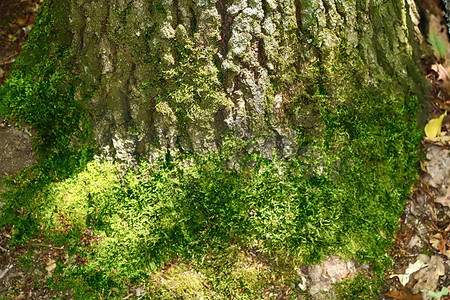 绿苔的美丽景色覆盖在森林树干上的绿苔图片