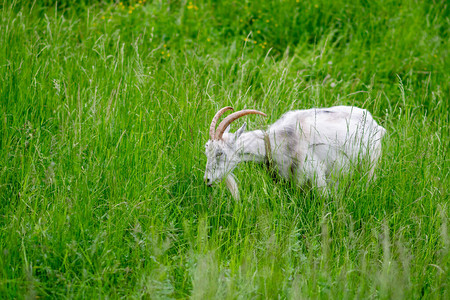 草地上草坪上的草场上山羊图片
