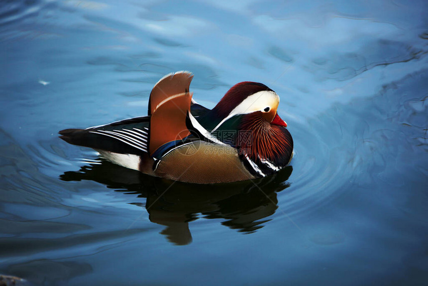 自然湖中的甜蜜动物鸟鸭照片图片