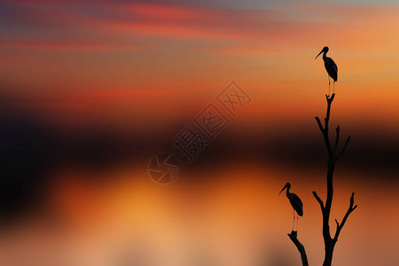 日落时树上的鸟图片