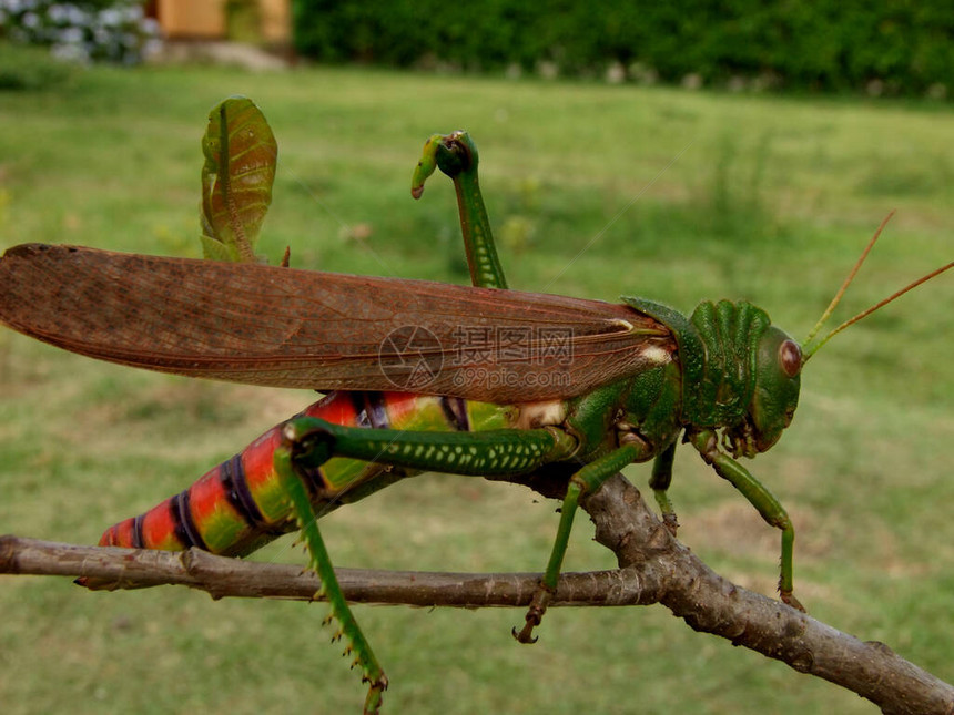 2010年12月4日在萨尔瓦多市的花园里看到昆虫摘自2010年图片