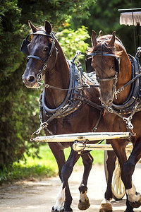 两匹马骑拉着瓦贡密歇根背景图片