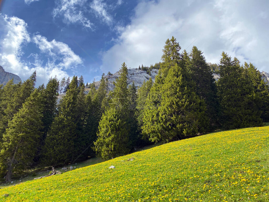 瑞士上瓦尔登州阿尔普纳赫Alpnach的皮拉图斯地块斜坡和山峰下方的高山谷中的常绿森林或针图片