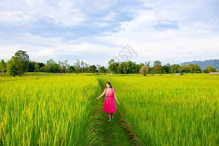 收获季节泰国农村美丽的茉莉花稻田景观图片