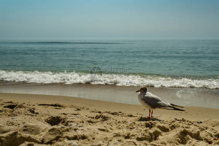 海边的海鸥肖像近距离观察坐在海滩边的白鸟海鸥野生海鸥与天然图片