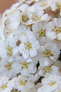 在背景白牡丹花上开花的白花牡丹自然图片