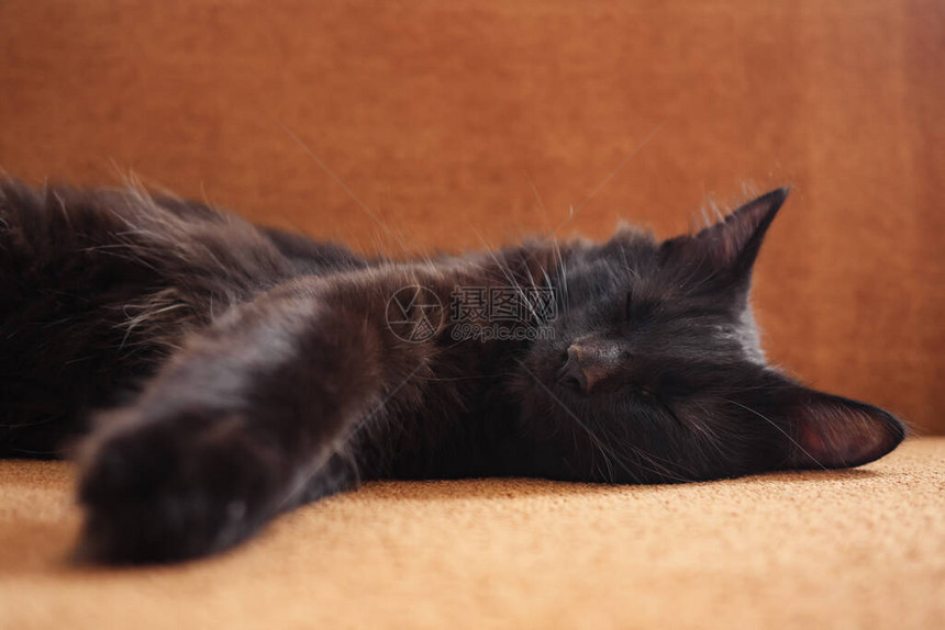 可爱的黑猫睡在沙发上图片