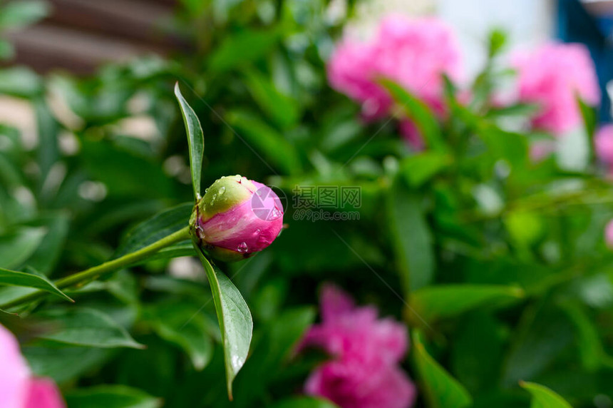 夏雨过后带水滴的粉色牡丹花蕾图片