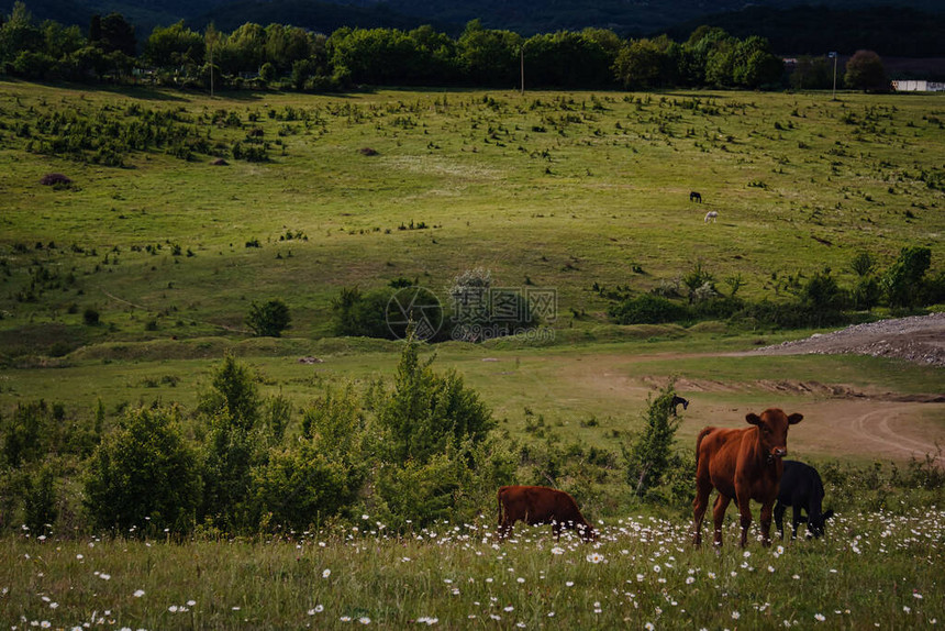 幼崽在农场附近的斜坡上吃新鲜绿草春田景图片