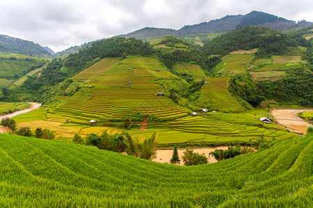 在越南Muchangchai越南水稻田准备西北的收成荒图片