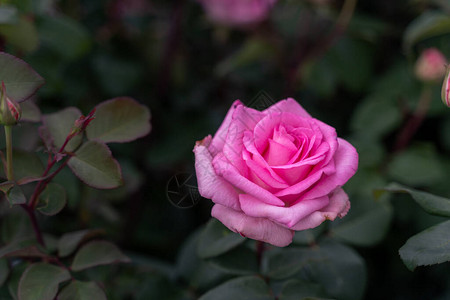 春天玫瑰的特写玫瑰绽放紫色粉红色图片