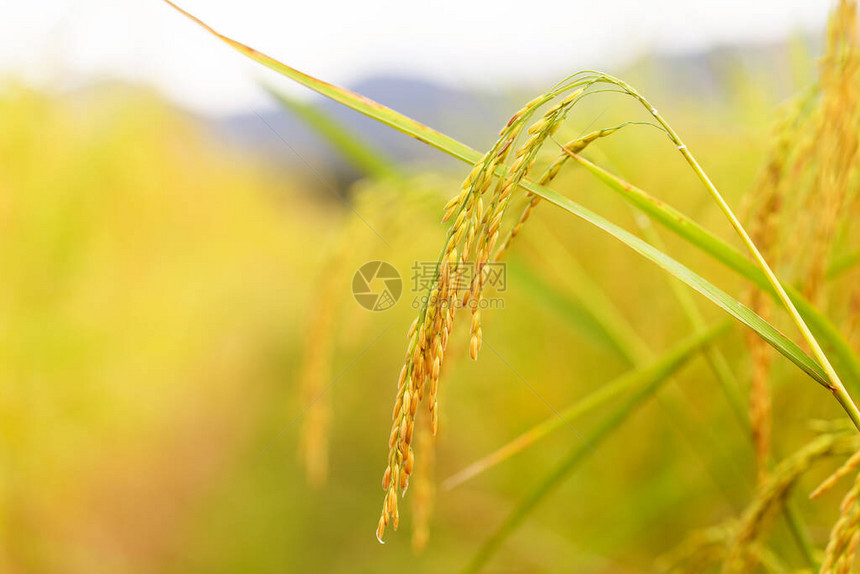 黄绿稻田图片