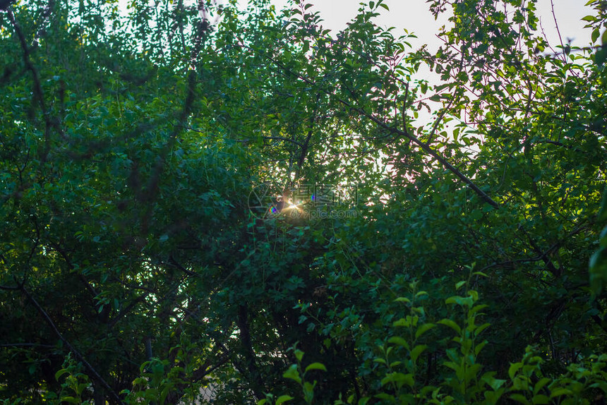 阳光穿过树木图片