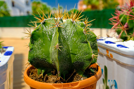 幼仙人掌物种西班牙甲虫西图片