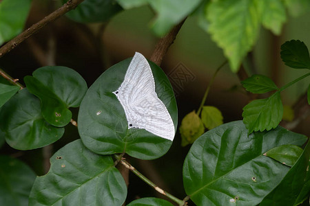 一只点尖扁蝴蝶米克罗尼亚秋叶背景图片