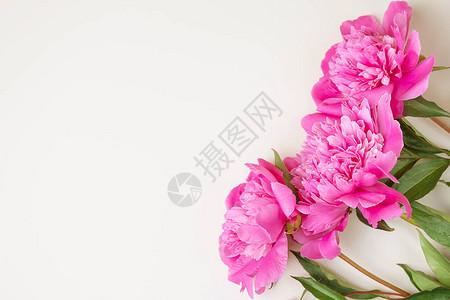 明亮的新鲜粉红色牡丹躺在浅色背景上图片