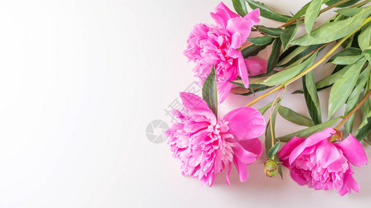 明亮的新鲜三朵粉红色牡丹躺在浅色背景上图片