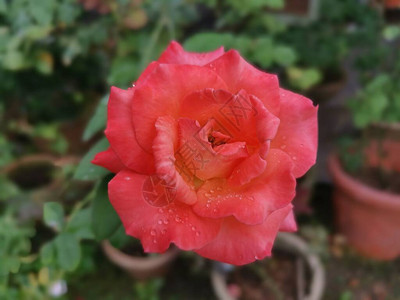 美丽的红蔷薇雅克花图片