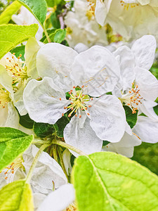 在春花园中盛开苹果树花图片