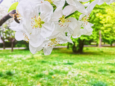 在春花园中盛开苹果树花图片