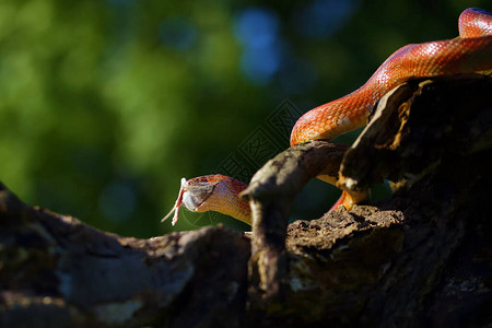 玉米蛇Pantherophis图片