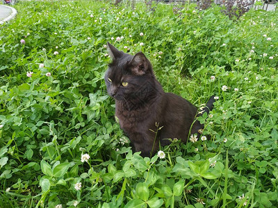 在绿草的黑孟买猫图片