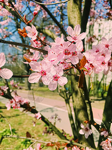 苹果树花开阳光明媚的图片