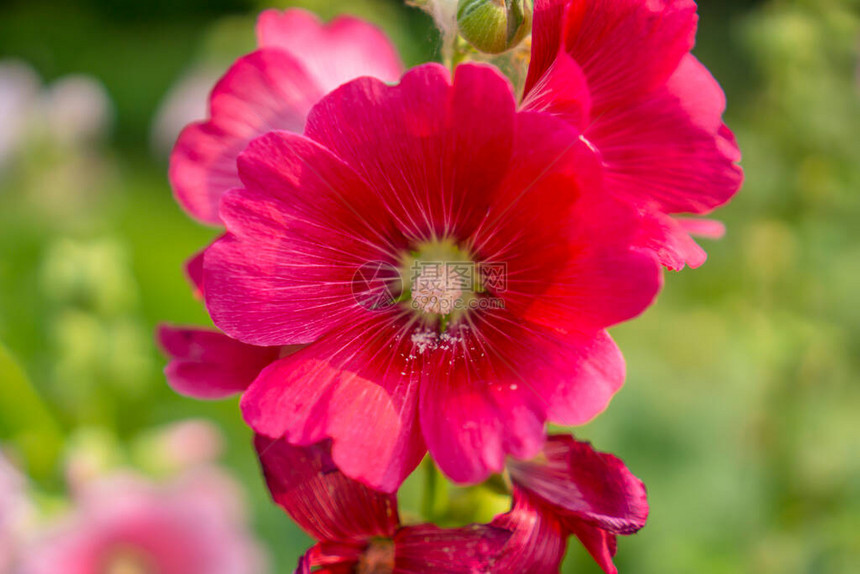 被称为阿尔塞亚的霍利克斯美丽的红花瓣在马尔瓦切阿家族中图片