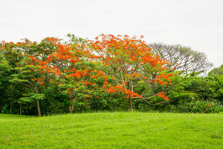 在小绿草称为皇家Poinciana上的橙色花朵火花的童子树图片