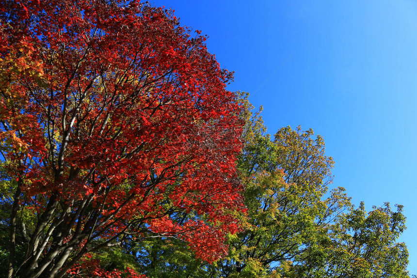 变成红色的秋天森林图片