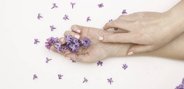 手部护理抗皱抗衰老霜水疗的概念美丽的女手与淡紫色花在白色图片