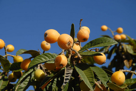 树上成熟的枸杞果实又称Nispero图片