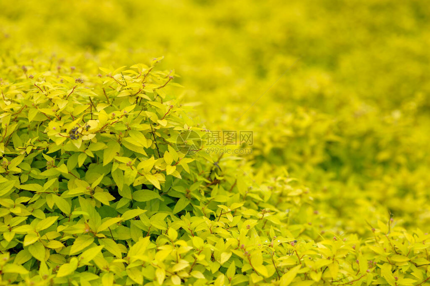 与黄色叶子的自然背景图片
