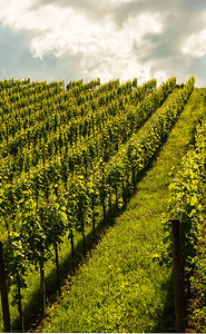 奥地利夏季美丽的绿色葡萄植物行葡萄园的南施蒂里图片