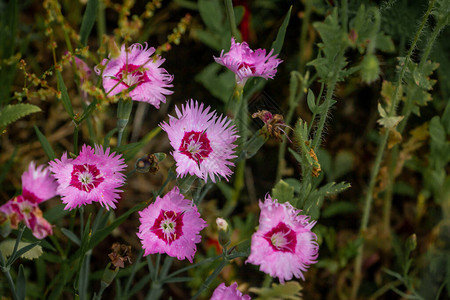 荷兰奥里杰塞尔省野外拍摄的美丽紫红色花朵摇滚康乃馨或图片