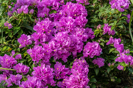 美丽的紫色布干维尔花朵鲜花如朵般图片
