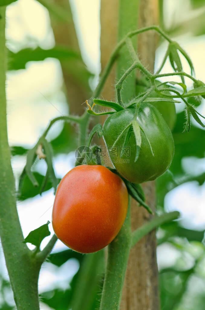 水培番茄园艺温室中的番茄水培植物水培温室农场植物上的西红柿温图片