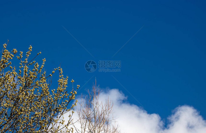 奇妙的花朵柳树枝紧闭背景上闪亮的图片