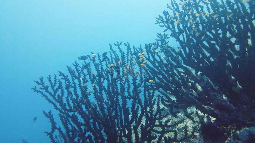 热带珊瑚礁和水下鱼类硬珊瑚和软珊瑚水下视频图片