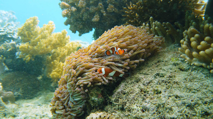 珊瑚鱼和海葵图片