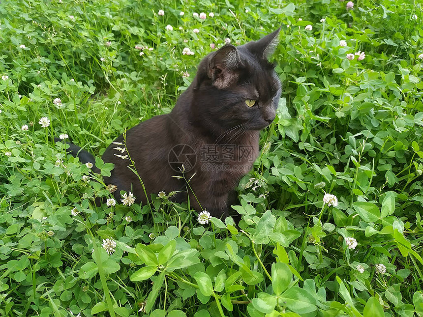 在英国后院的草地上一只黑猫紧图片