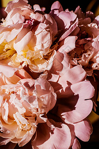 牡丹花作为豪华花卉背景婚礼装饰和图片