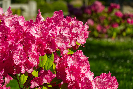 Rhododendron在春花园开花图片