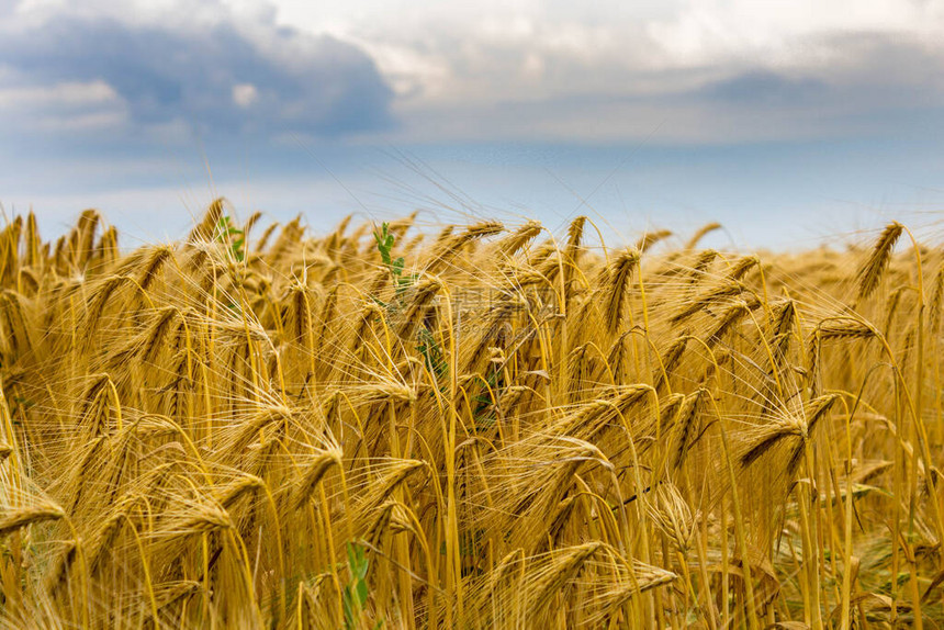俄罗斯库班的金黑麦成形田野图片