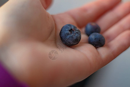 蓝莓浆果在您的手掌中图片