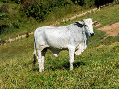绿色牧场上的白牛公牛图片
