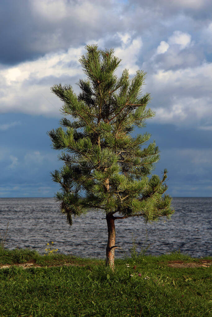湖边孤单的小松树在暴风雨图片
